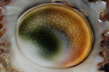 Media type: image;   Malacology 393771 Description: live specimen;